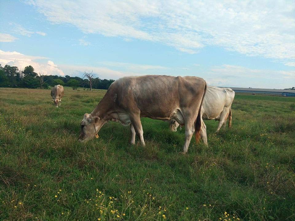 Sahiwal cow in red coat on farm