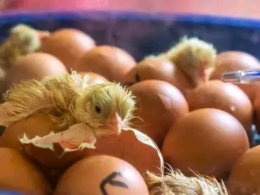 Newly hatched kienyeji chick among fertilized eggs in the incubator