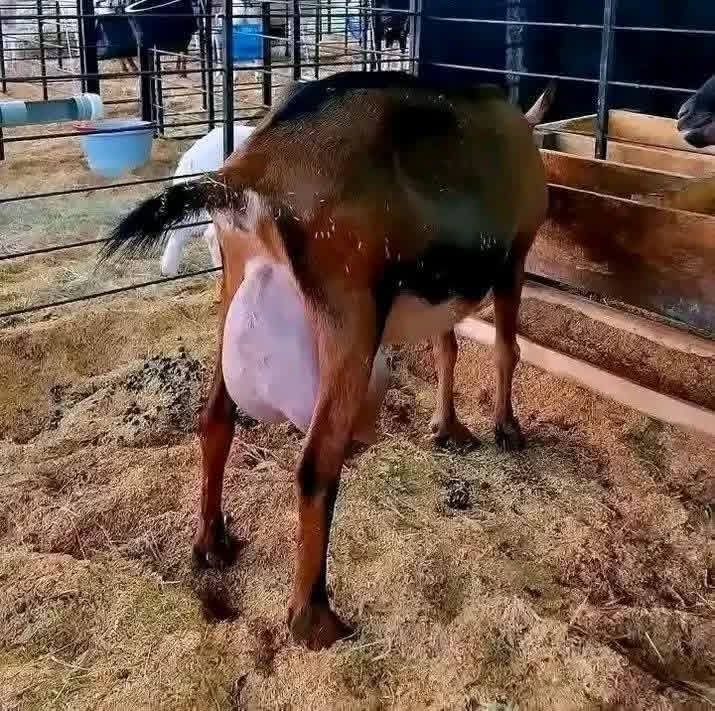 Anglo-Nubian doe with full udder in pen