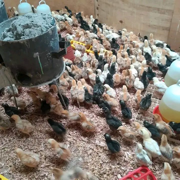 Brooder full of improved kienyeji chicks with feeders and drinkers
