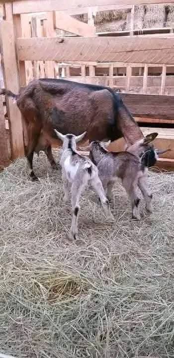 Alpine dairy doe with twin kids nursing