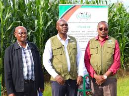KALRO field officers standing beside a maize demonstration plot