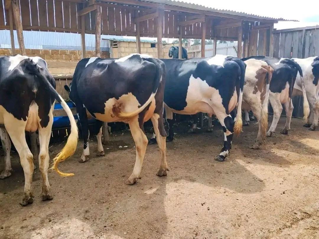 In-calf Heifers