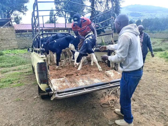 Calves being unloaded at the customer farm