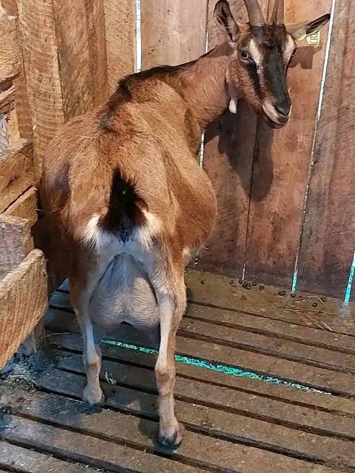 Anglo-Nubian doe in wooden barn