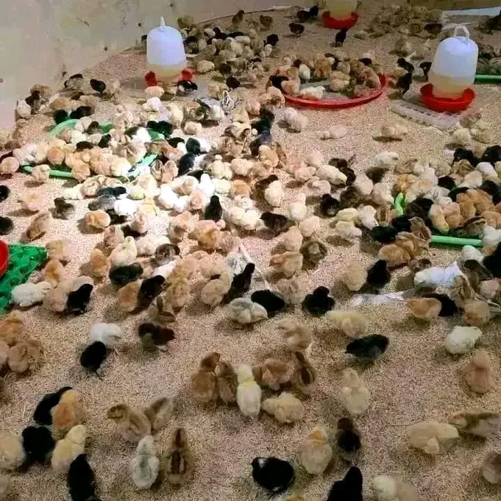 Large brooder floor covered with mixed-color kienyeji chicks
