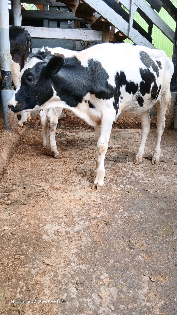 Friesian dairy calf side view
