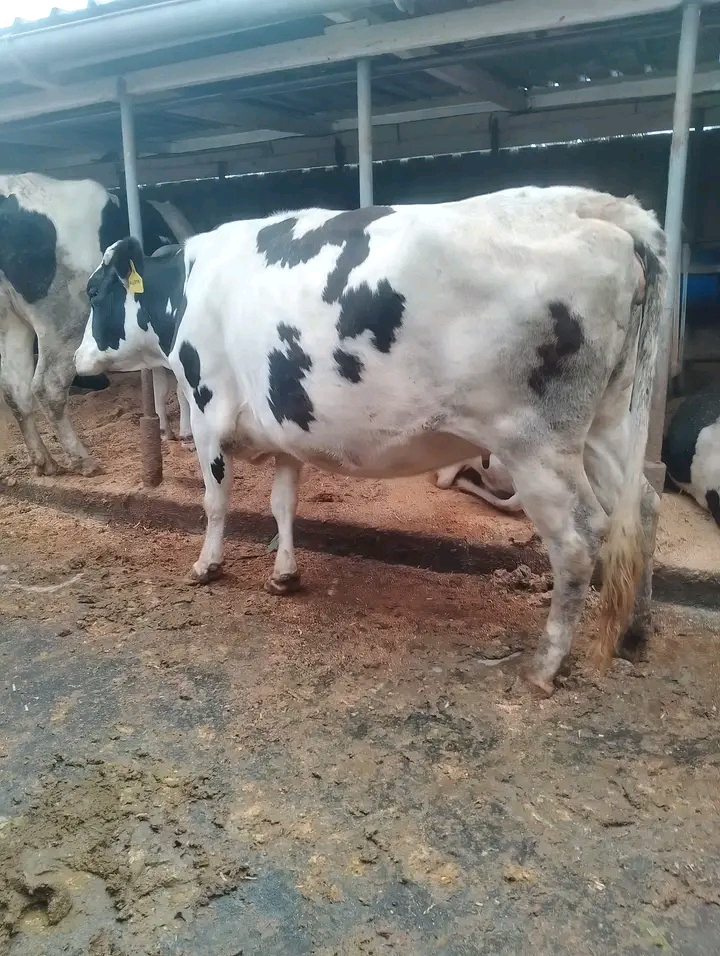Black and white Friesian cow in stable