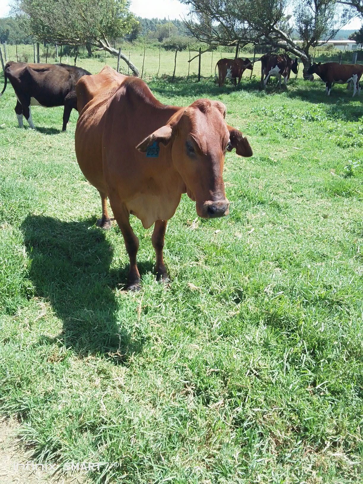 Herd of Sahiwal cattle at KALRO Naivasha