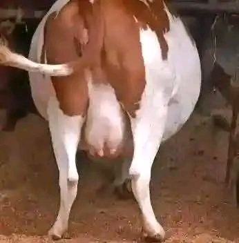 Close-up of an Ayrshire cow's full pink udder