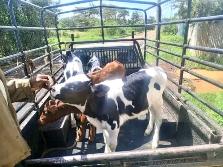 Dairy calves being loaded for countrywide transport