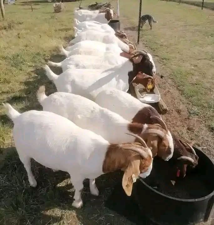 Boer herd feeding on pasture