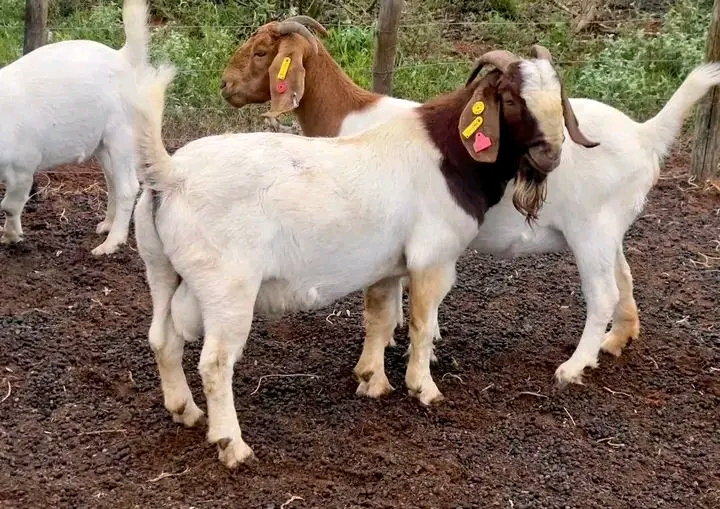 Young Boer breeding pair with ear tags