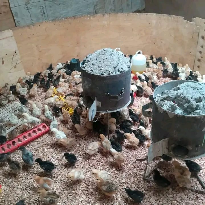 Round brooder pen with improved kienyeji chicks around feeders