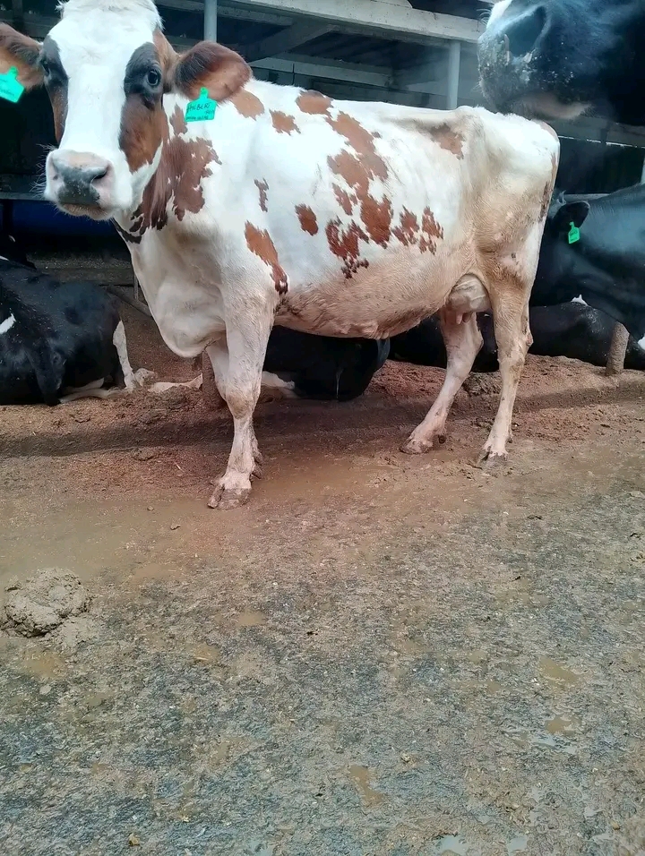 Ayrshire red-and-white cow with feedlot ear tag