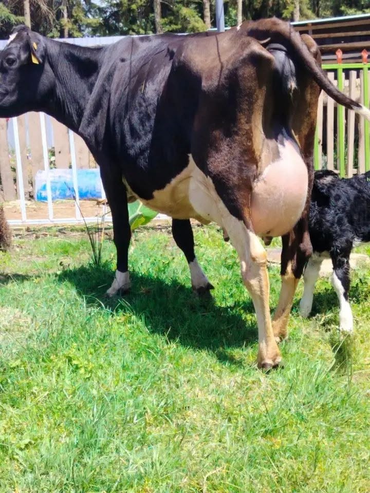 Crossbreed dairy cow with full udder grazing with calf