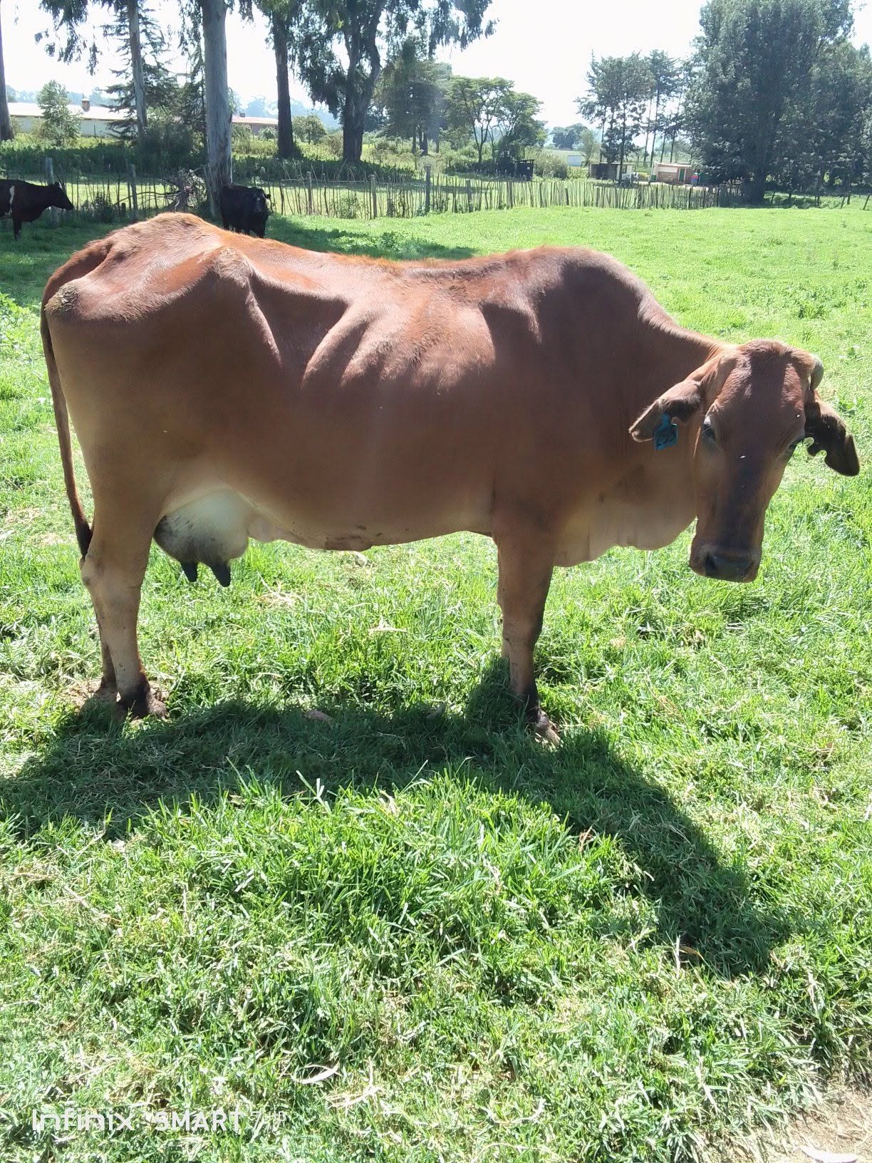 Sahiwal cow with well-developed udder