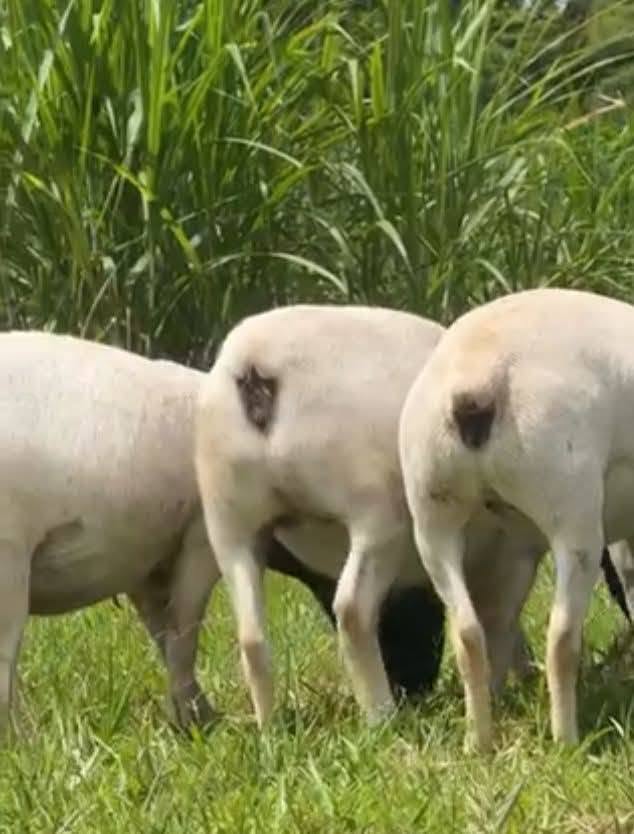 Rear view of well-conditioned Dorper ewes in tall pasture