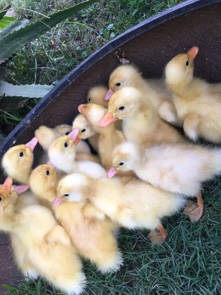 Yellow Pekin ducklings
