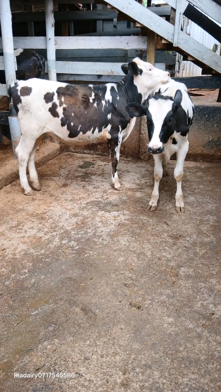 Pair of Friesian dairy heifers in the shed