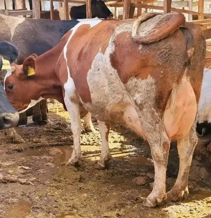 Ayrshire red and white lactating cow