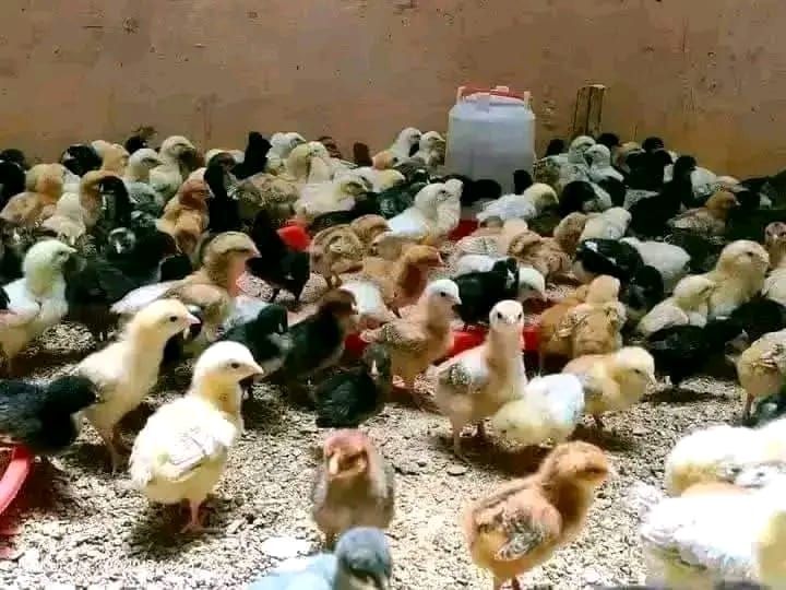 Hundreds of kienyeji chicks feeding together in the brooder
