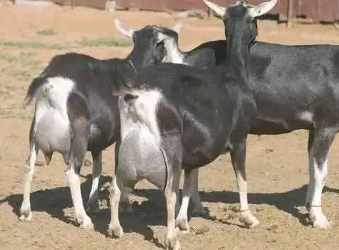 Trio of British Alpine does with black coat and white markings