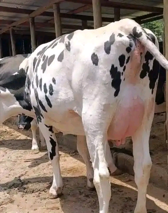 Friesian lactating cow with full udder