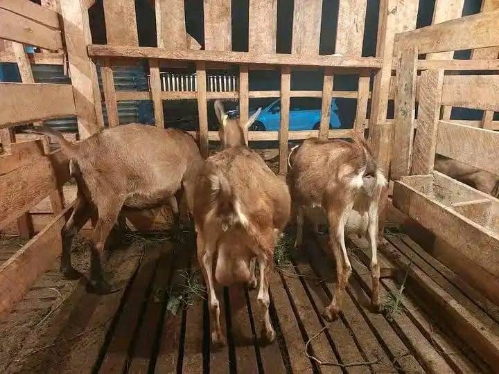 Three Kenyan Alpine crossbred does in a wooden barn