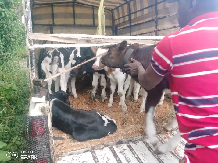 Calves tethered with feed for long-distance transit