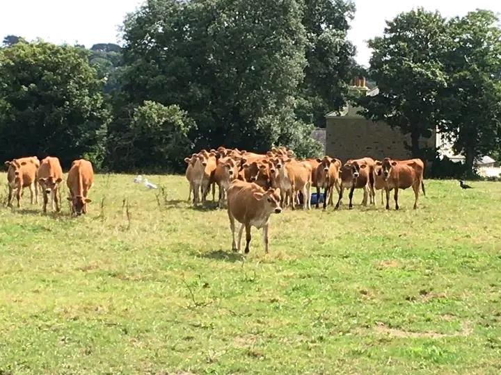 Jersey herd grazing on lush pasture