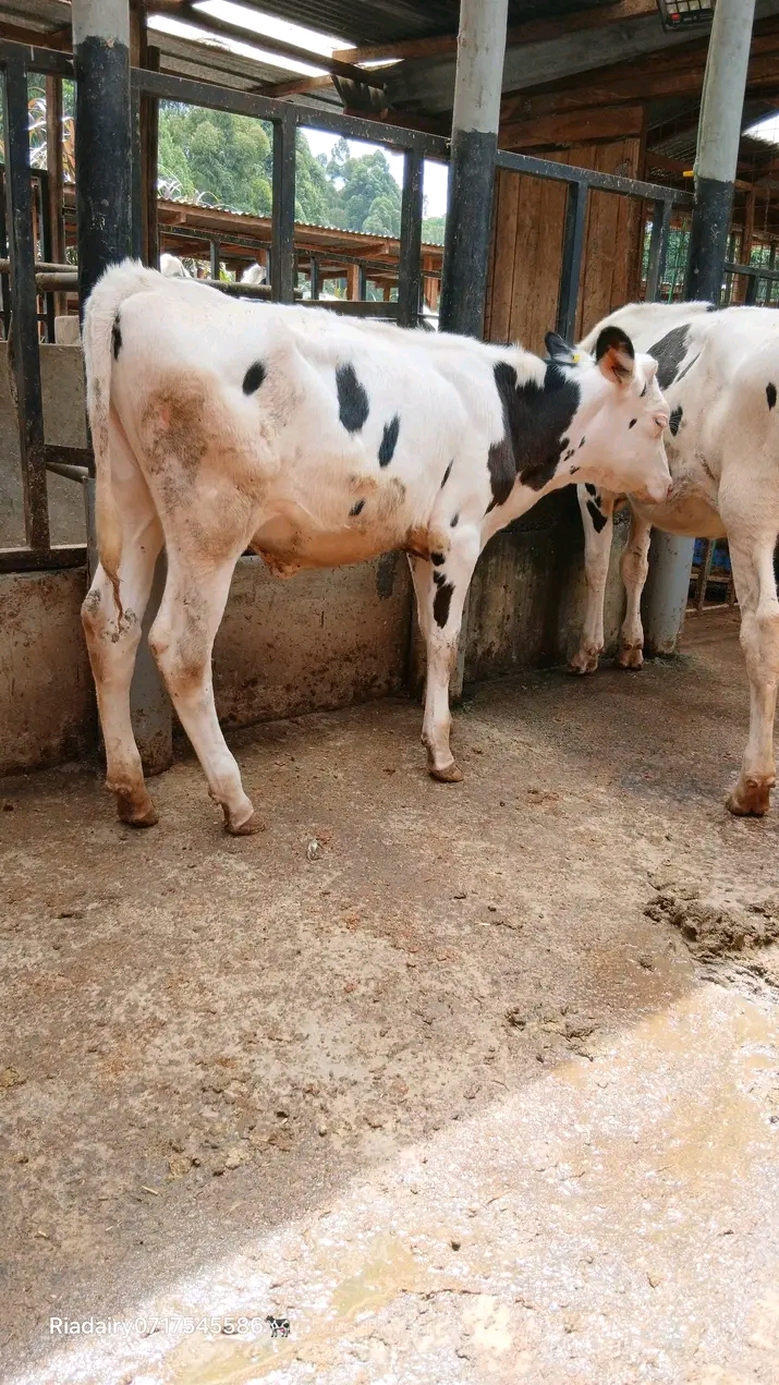 Friesian dairy heifer in the shed