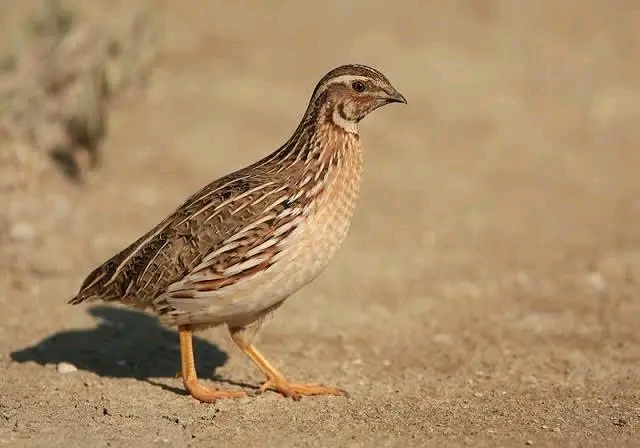 Mature quail outdoors