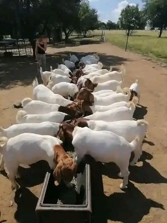 Boer herd feeding at trough