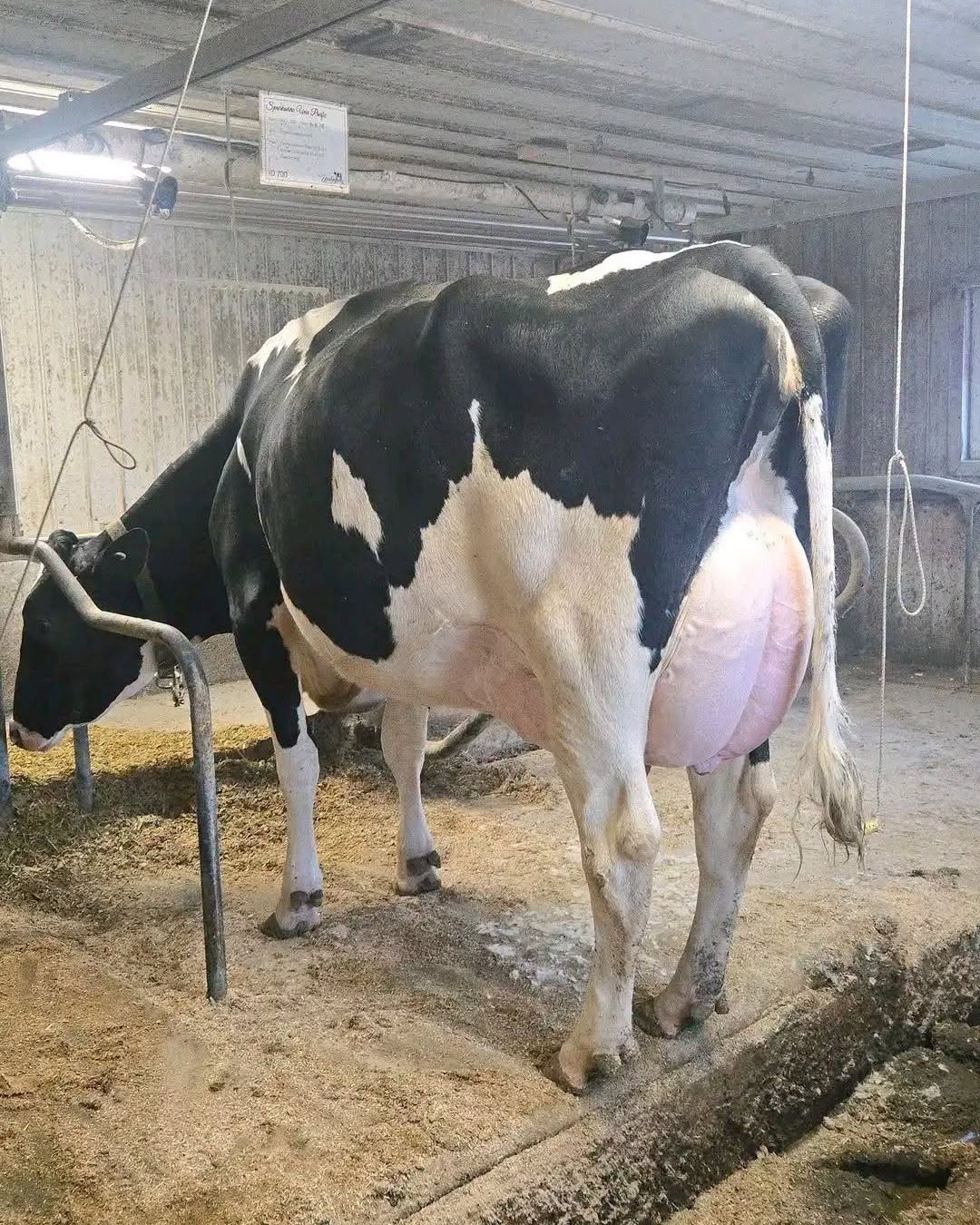 KALRO dairy cattle 7