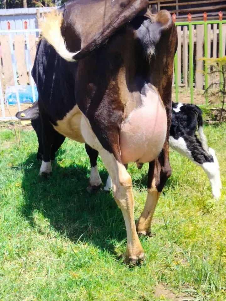 Crossbreed dairy cow with full udder beside her calf on pasture